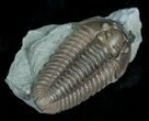 Flexicalymene Trilobite From Indiana #5527-2